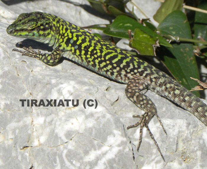 Dubbio sulle 2 principali sottospecie di Podarcis sicula!!!